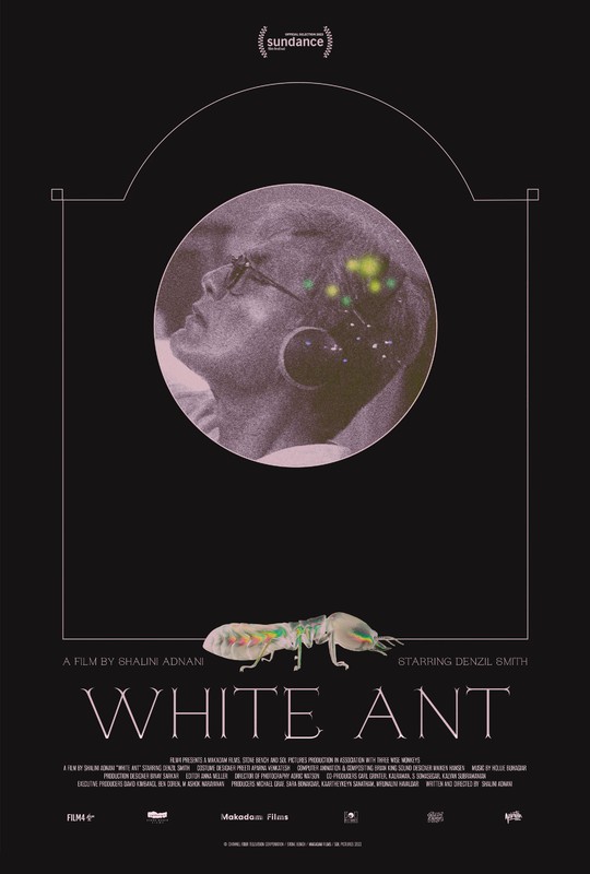 White Ant 